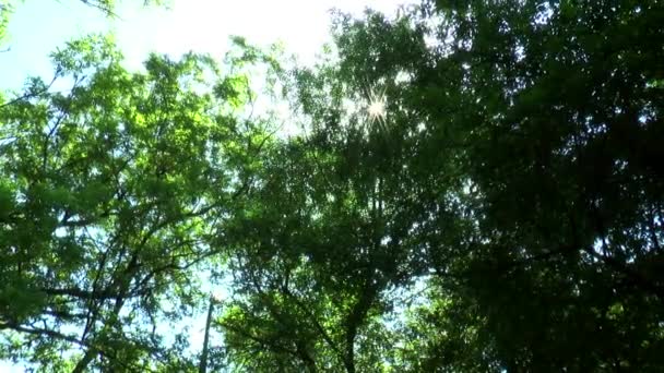 Лучи солнца сквозь деревья — стоковое видео