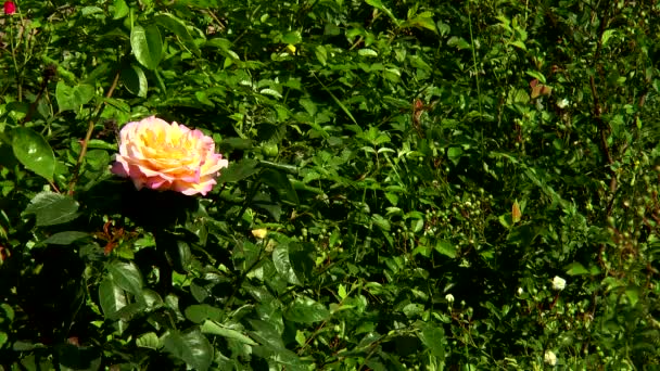 Желтая роза — стоковое видео