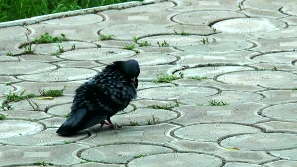 Pigeon tangled in rope — Stock Video