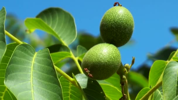 Green walnuts — Stock Video