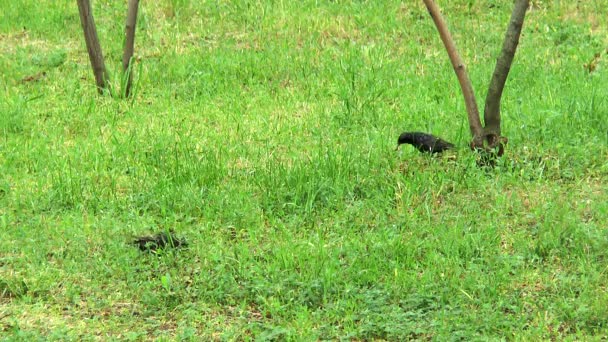 étourneaux à la recherche de nourriture dans l'herbe 