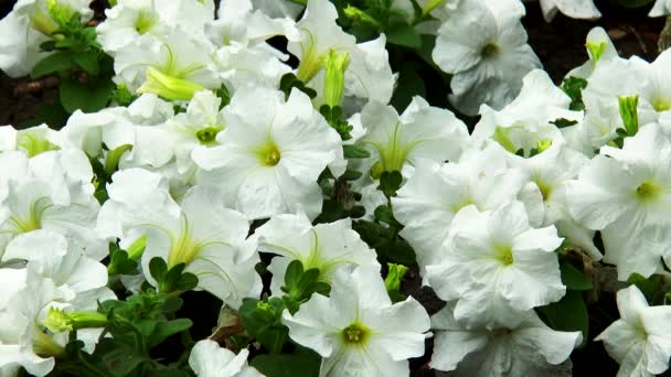 Close-up bloemen van witte petunia 's — Stockvideo