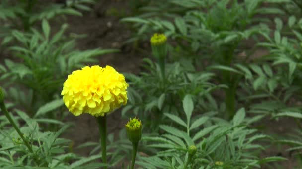 Flores amarillas floreciendo en primavera, fondo natural — Vídeo de stock