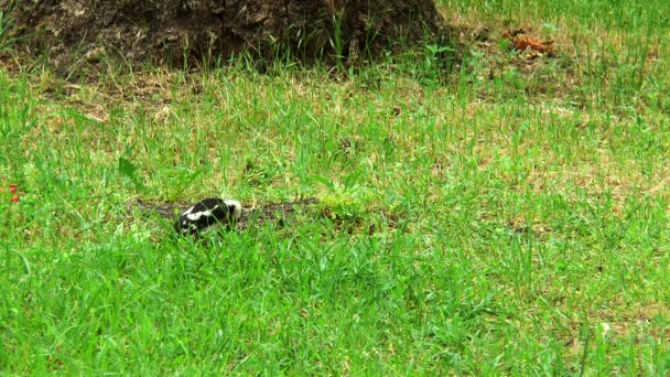 Pájaro carpintero busca comida en la hierba — Vídeos de Stock