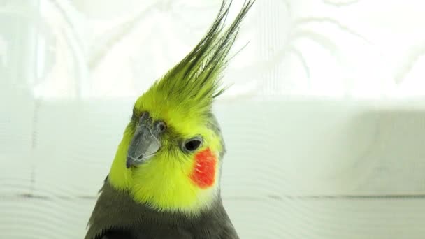 Closeup of a Cockatiel (Nymphicus hollandicus) — Stock Video