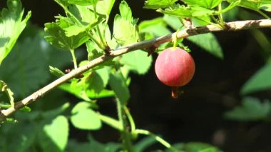 bektaşi kırmızı bir dalda asılı