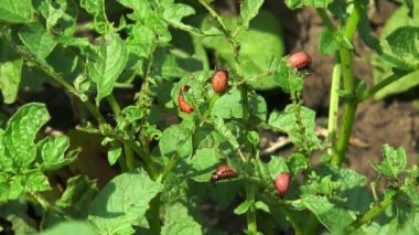 larva Colorado böceği yok patates yaprakları