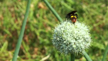 Hornet çiçek soğan