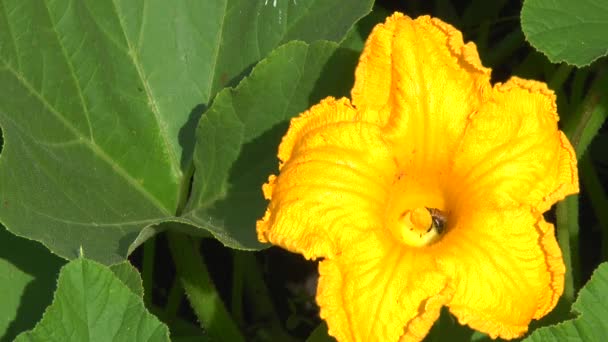 Una abeja polinizando una calabaza de flores — Vídeos de Stock
