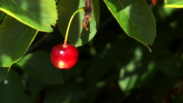 Красная вишня висит на ветке — стоковое видео