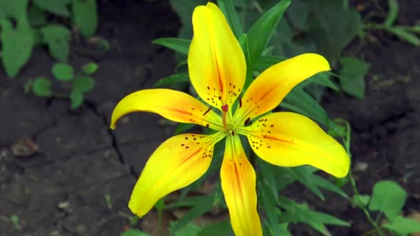 Flor de lirio amarillo — Vídeo de stock
