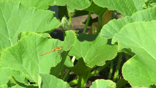 Dragonfly κάθεται σε ένα φύλλο — Αρχείο Βίντεο