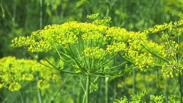 Endro de flores — Vídeo de Stock