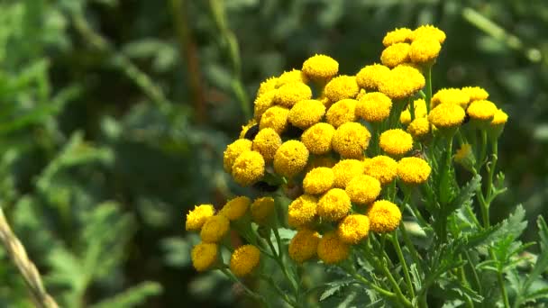 Tansy flowers in the wind — Stockvideo