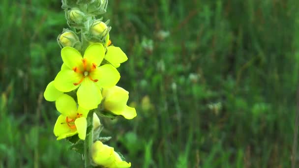 Gele bloem in het weitje — Stockvideo