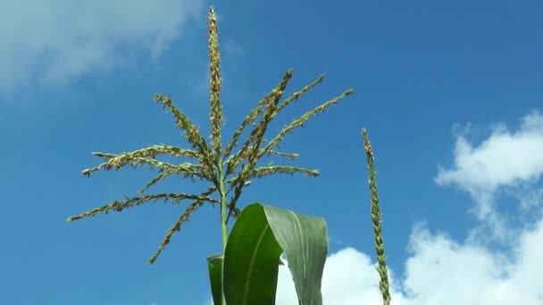 玉米的花 — 图库视频影像