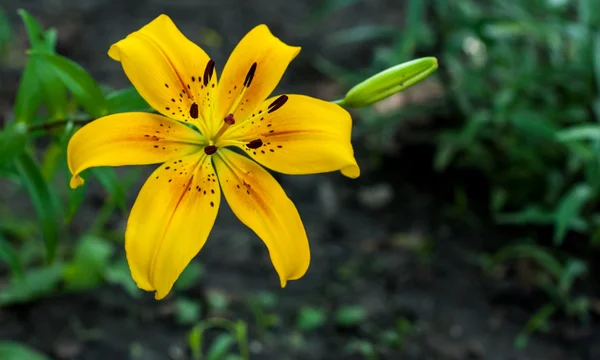 Sarı Zambak çiçeği .