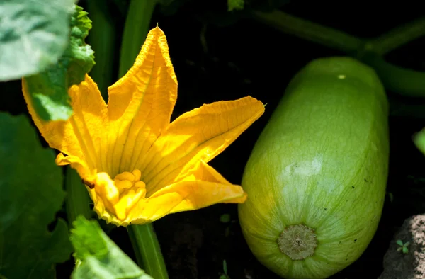 Kabak çiçek ve meyve