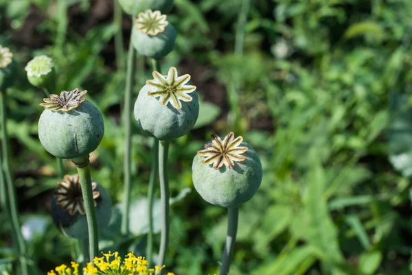 Cápsula de amapola — Foto de Stock