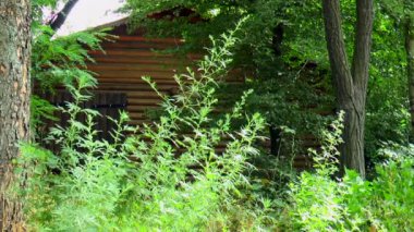 ormanda evi