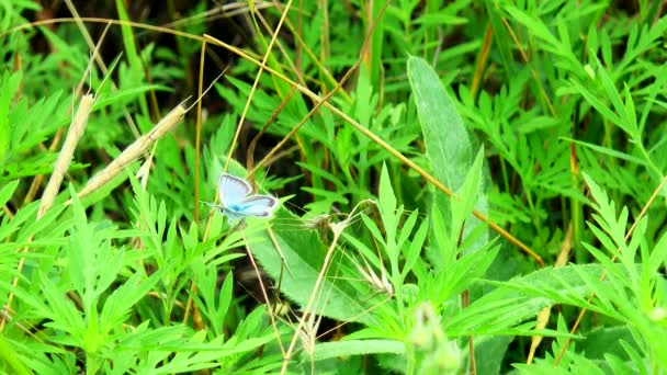 Papillon bleu — Video