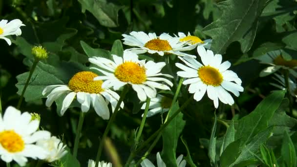 Insekter flygande och krypande på camomile — Stockvideo