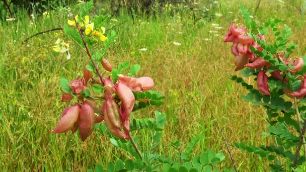 Žanovec arborescens — Stock video