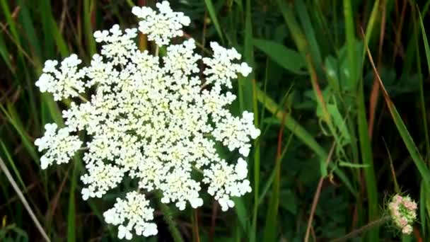 Flor de Giersch — Vídeos de Stock