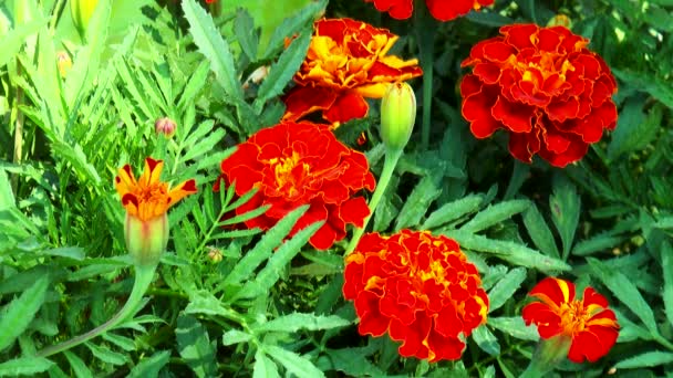 Oranje goudsbloemen — Stockvideo