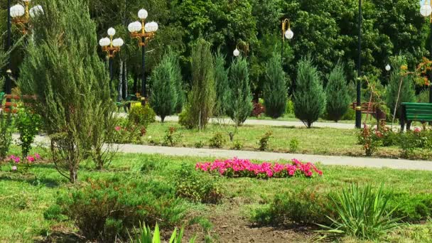 Avenue de sapin et lit de fleurs dans le parc de la ville 