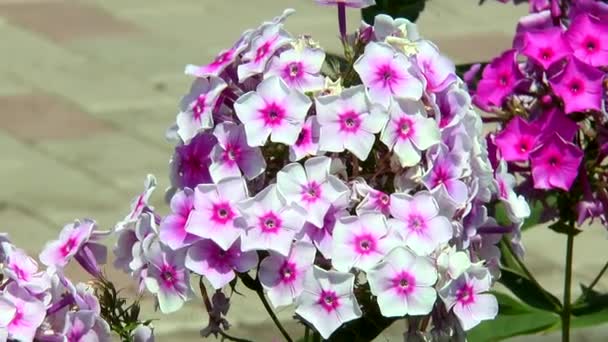 Weelderige en teder phlox — Stockvideo