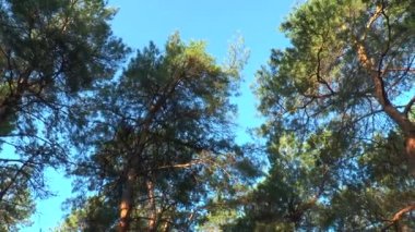 Pines üst kısımları