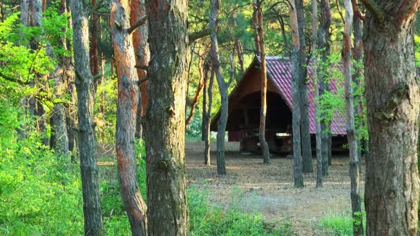 Gazebo en el bosque de pinos — Vídeo de stock