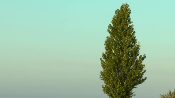 第一缕阳光照亮的树 — 图库视频影像