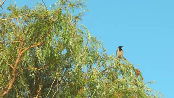 Cuervo en una rama de árbol — Vídeo de stock