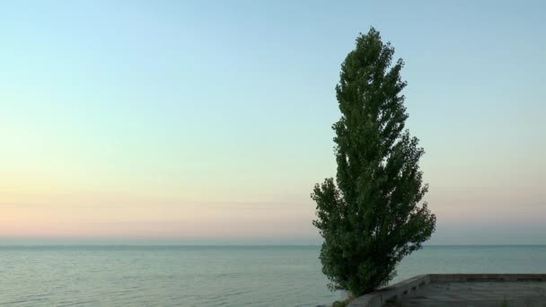 Pappel vor dem Hintergrund von Morgenhimmel und Meer — Stockvideo