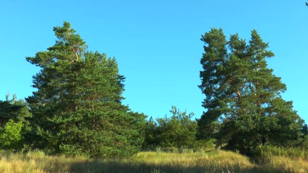 Dos pinos sobre un fondo de cielo azul — Vídeos de Stock