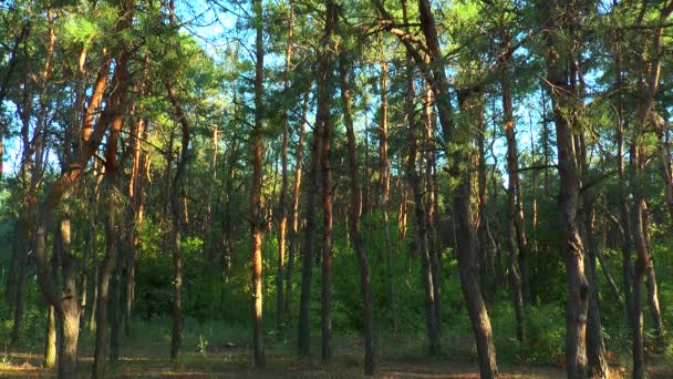 Morgen in einem Kiefernwald — Stockvideo