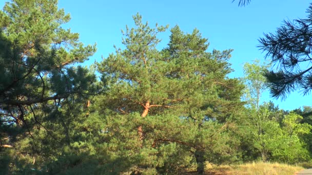 Borovice lesní na pozadí modré oblohy — Stock video