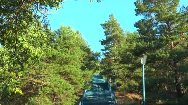 A escadaria no meio de um pinheiro fores — Vídeo de Stock