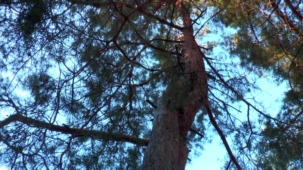 Twee pine stammen met elkaar verweven — Stockvideo