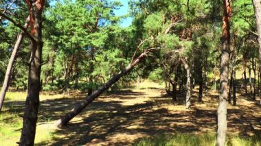 ormanda düşen çam ağacı.