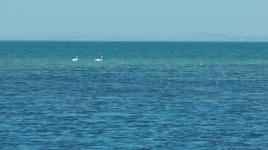 Denizde yüzen iki kuğu