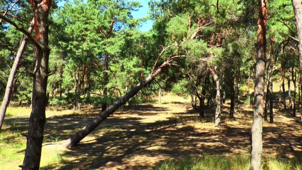 Pin tombé dans la forêt .