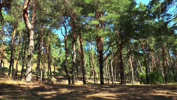 Bosque de pino — Vídeos de Stock