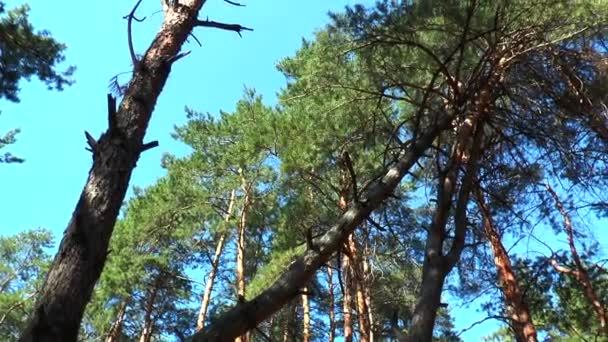 Os topos dos pinheiros vista de baixo — Vídeo de Stock