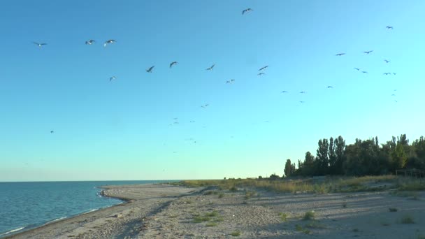 Een kudde van meeuwen op het strand vliegen op camera — Stockvideo
