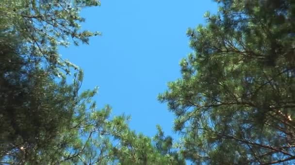 La cámara se mueve desde la parte superior de los pinos — Vídeo de stock