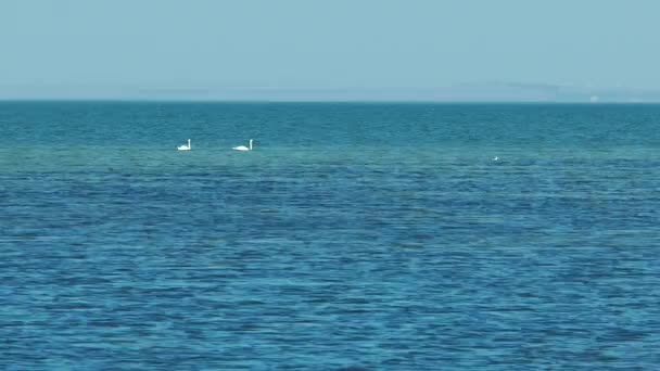 Deux cygnes nageant dans la mer — Video