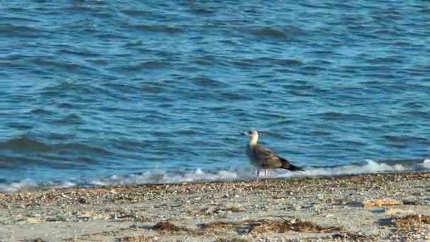 En mås på stranden — Stockvideo